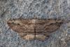 Menophra abruptaria